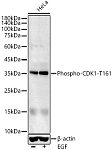 Western blot - Phospho-CDK1-T161 Rabbit pAb (AP0324)