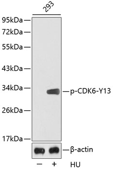 Phospho-CDK6-Y13 Rabbit pAb