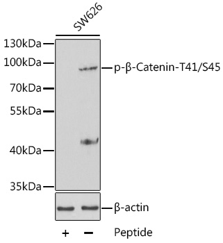 Phospho-β-Catenin-T41/S45 Rabbit pAb