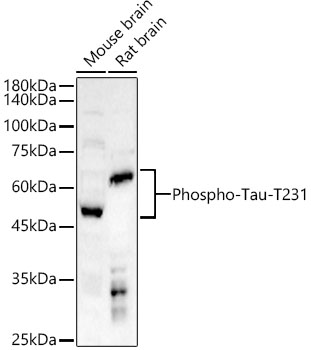 Phospho-Tau-T231 Rabbit pAb