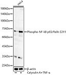 Western blot - Phospho-NF-kB p65/RelA-S311 Rabbit pAb (AP0445)