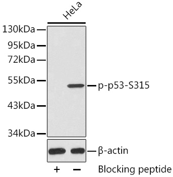 Phospho-p53-S315 Rabbit pAb