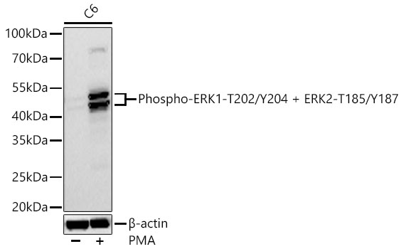Phospho-ERK1-T202/Y204 + ERK2-T185/Y187 Rabbit pAb