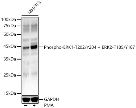 Phospho-ERK1-T202/Y204 + ERK2-T185/Y187 Rabbit pAb