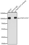 Western blot - Phospho-STAT3-S727 Rabbit pAb (AP0474)