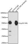 Western blot - Phospho-p53-S46 Rabbit pAb (AP0476)