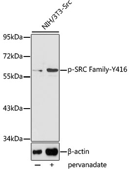 Phospho-SRC Family-Y416 Rabbit pAb