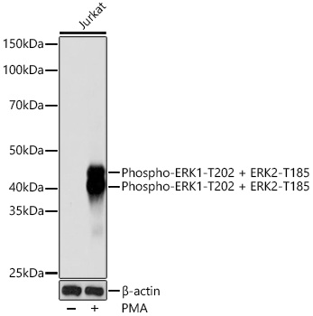 Phospho-ERK1-T202 + ERK2-T185 Rabbit mAb
