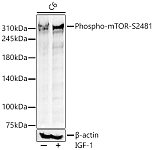 Western blot - Phospho-mTOR-S2481 Rabbit pAb (AP0490)
