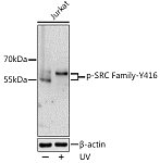 Western blot - Phospho-SRC Family-Y416 Rabbit pAb (AP0491)