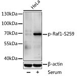 Western blot - Phospho-Raf1-S259 Rabbit pAb (AP0497)