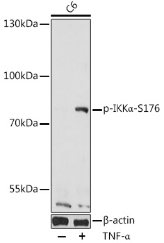 Phospho-IKKα-S176 Rabbit pAb