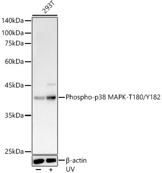 Phospho-p38 MAPK-T180/Y182 Rabbit pAb-Phospho-specific Antibodies