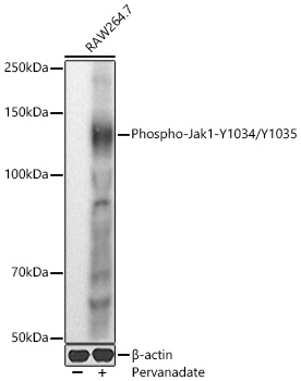 Phospho-Jak1-Y1034/Y1035 Rabbit pAb