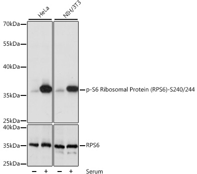 Phospho-S6 Ribosomal Protein (RPS6)-S240/244 Rabbit pAb