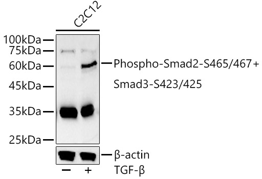 Phospho-Smad2-S465/467 + Smad3-S423/425 Rabbit pAb