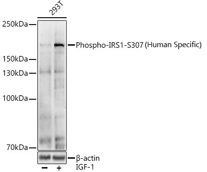 Phospho-IRS1-S307(Human Specific) Rabbit pAb