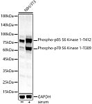 Western blot - Phospho-p70 S6 Kinase 1-T389 Rabbit pAb (AP0564)