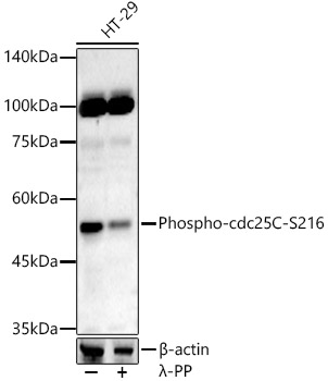 Phospho-cdc25C-S216 Rabbit pAb
