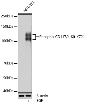 Phospho-CD117/c-Kit-Y721 Rabbit pAb