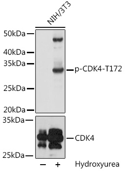 Phospho-CDK4-T172 Rabbit pAb
