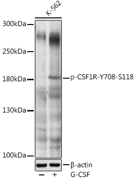 Phospho-CD115/CSF-1R-Y708 Rabbit pAb