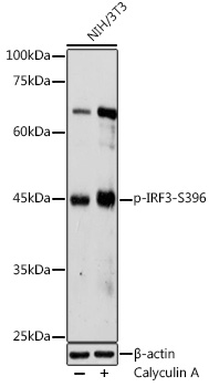 Phospho-IRF3-S396 Rabbit pAb