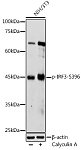 Western blot - Phospho-IRF3-S396 Rabbit pAb (AP0623)