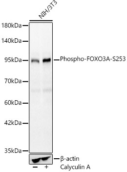Phospho-FOXO3A-S253 Rabbit pAb
