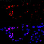 Western blot - Phospho-Histone H2AX-S139 Rabbit mAb (AP0687)