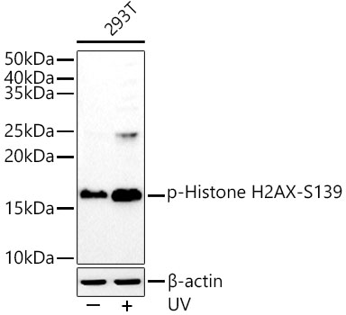 Phospho-Histone H2AX-S139 Rabbit mAb