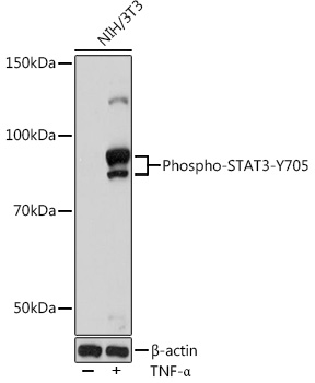 Phospho-STAT3-Y705 Rabbit mAb