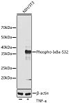 Western blot - Phospho-IκBα-S32 Rabbit mAb (AP0707)