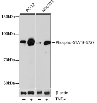 Phospho-STAT3-S727 Rabbit mAb