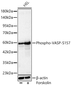 Phospho-VASP-S157 Rabbit pAb