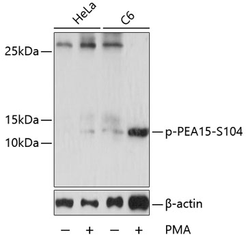 Phospho-PEA15-S104 Rabbit pAb