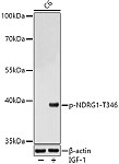 Western blot - Phospho-NDRG1-T346 Rabbit pAb (AP0792)