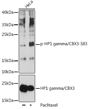 Phospho-HP1 gamma/CBX3-S83 Rabbit pAb