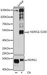Western blot - Phospho-NDRG1-S330 Rabbit pAb (AP0807)