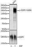 Western blot - Phospho-EGFR-Y1086 Rabbit pAb (AP0820)