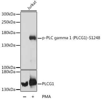 Phospho-PLC gamma 1 (PLCG1)-S1248 Rabbit pAb