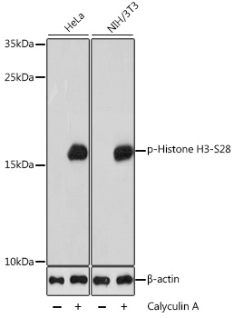 Phospho-Histone H3-S28 Rabbit pAb