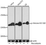 Western blot - Phospho-Histone H3-S10 Rabbit pAb (AP0840)