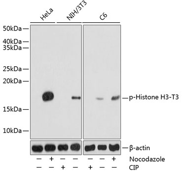 Phospho-Histone H3-T3 Rabbit pAb