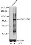 Western blot - Phospho-STAT1-Y701 Rabbit pAb (AP0858)