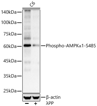 Phospho-AMPKα1-S485 Rabbit pAb