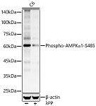 Western blot - Phospho-AMPKα1-S485 Rabbit pAb (AP0871)