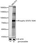 Western blot - Phospho-STAT5-Y694 Rabbit pAb (AP0887)