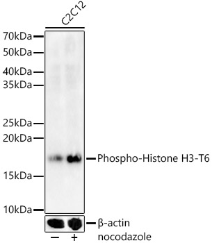 Phospho-Histone H3-T6 Rabbit pAb