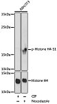 Western blot - Phospho-Histone H4-S1 Rabbit pAb (AP0901)